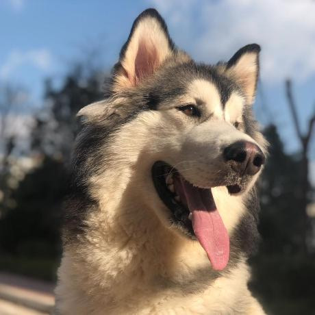 Windows备份rsync脚本